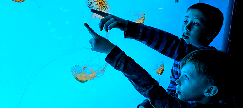 Que faire autour de Paris : visite de l'aquarium Sealife